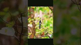 white rumped shama [upl. by Storfer448]