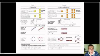 Mitosis How One Cell Becomes Two [upl. by Primrose]