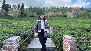 Exploring temi tea garden ♥️ [upl. by Euqinehs]