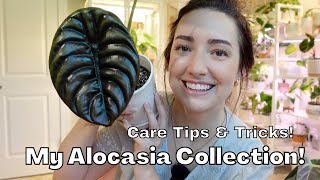 My Complete Alocasia Collection  How to care for an Alocasia  Tips and Tricks [upl. by Imot59]