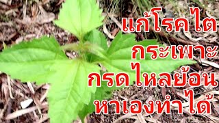 กรดไหลย้อน โรคไต กระเพาะ กระเพาะอักเสบ แผลในลำไส [upl. by Sanjay]