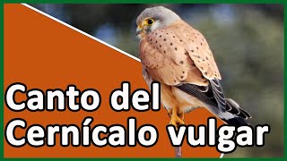 🟢 CANTO CERNÍCALO VULGAR Falco tinnunculus 🎵🦅 [upl. by Sparrow27]