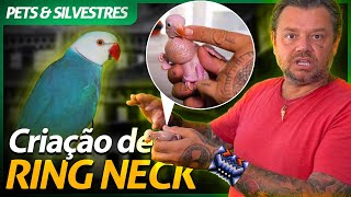 CONHECENDO UMA CRIAÃ‡ÃƒO DA AVE RING NECK  RICHARD RASMUSSEN [upl. by Nairim912]