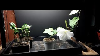 How to Grow Moonflower Indoors [upl. by Perrie372]