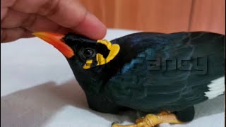 hill myna bird training  Talking Myna sound hatching [upl. by Roumell127]