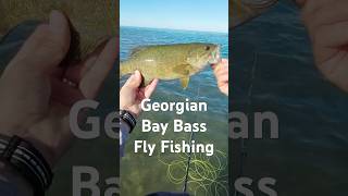 Bass on the Fly Fishing flyfishing flyfishinglife bassfishinglife bassfishing redington [upl. by Towland]