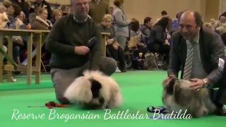 Pekingese Crufts 2016 Junior dog [upl. by Corkhill556]