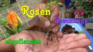 Rosen Stecklinge einpflanzen Roses cuttings planting [upl. by Odnanreh]