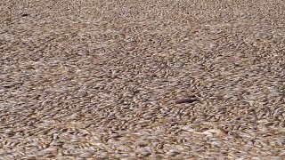 Why Are There Millions of Dead Fish in Australia [upl. by Eelac]