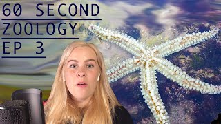 60 Second Zoology  The Water Vascular System of a Starfish [upl. by Naitsirk]