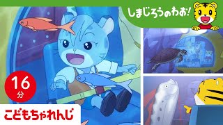 【16分アニメ】さかながいっぱい！🐠 深海のだいぼうけん！  海の生き物・潜水艦・冒険  しまじろうのわお！アニメ  しまじろうチャンネル公式 [upl. by Ahsitruc]