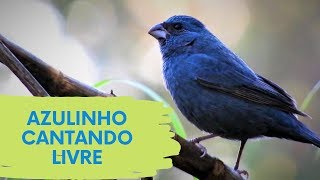 Azulinho cantando livre Cyanoloxia glaucocaerulea Edinei Oliveira [upl. by Assirt]