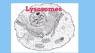 LysosomesCell Organelles [upl. by Salamone]