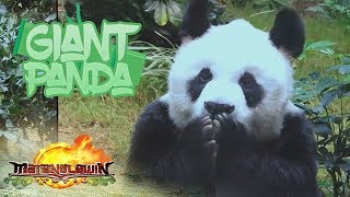 Matanglawin Giant Pandas [upl. by Yekcor882]