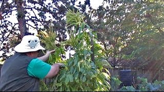 Harvesting Protein Packed Amaranth Seeds  quotGolden Giantquot  Amaranthus cruentus [upl. by Monroy860]