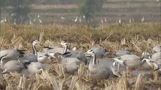 Bar Headed geese in Pakistan 2020 [upl. by Ibrahim21]