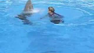 Dolphin Training at SeaWorld [upl. by Schwenk352]