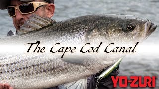 Striper Fishing Cape Cod Canal 2019 [upl. by Aicirtac]