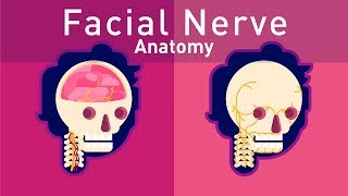 Complete Facial Nerve Anatomy [upl. by Surbeck]