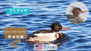 野鳥図鑑：Redbreasted Merganser ウミアイサ [upl. by Devine]