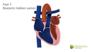 Animatie  Werking van het hart [upl. by Itirahc]