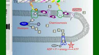 Photosynthesis Part 3 Photophosphorylation [upl. by Annelise]