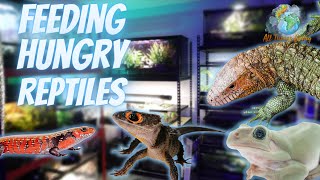 Reptile Feeding FrenzyCaiman Lizard Geckos SkinksFrogsSnakes and more [upl. by Rednael]