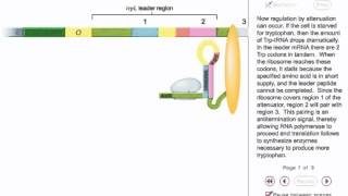 Trp operon Attenuation Animation [upl. by Rachele497]