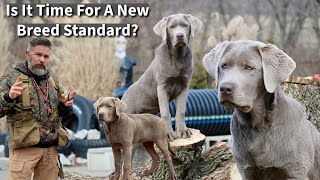 Labrador Retriever  Is It Time For A New Breed Standard [upl. by Alegnad]