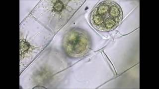 Spirogyra Conjugation [upl. by Woodcock143]