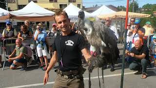 I FALCONIERI DI SUA MAESTA  a FRABOSA SOPRANA [upl. by Cinimmod]