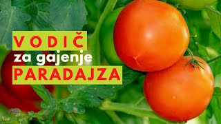 SVE što treba da Znate o UZGOJU PARADAJZA u Plasteniku  Oplodnja Zaštita i Djubrenje [upl. by Aciemaj]