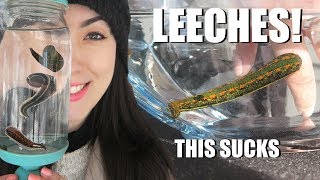 BITTEN By A LEECH  Medicinal Leech Facts  Creature Feature [upl. by Ydac81]