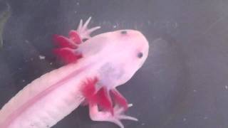 Leucistic Axolotl [upl. by Enidualc983]