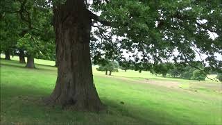 Woburn Abbey Carriage Ride 25th July 2020 [upl. by Torr]