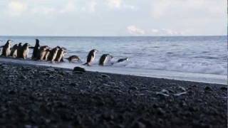 Penguin Beach  Baily Head Beach Deception Island Antarctica [upl. by Nap805]