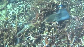 Moray eel attacked and eaten by moray eel [upl. by Gem]