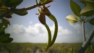 Life Cycle of the Red Mangrove [upl. by Eirallam]