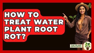 How To Treat Water Plant Root Rot  The Plant Enthusiast [upl. by Germayne420]