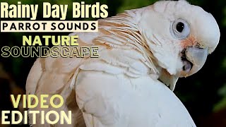 Rain and Parrot Sounds Nature Soundscape  HD Parrot TV VIDEO EDITION  3 Hours  Bird Room TV [upl. by Prochoras934]