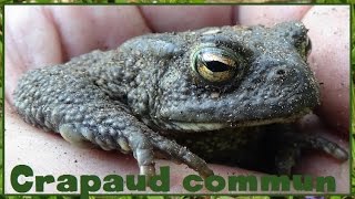 Bufo bufo  Linnaeus 1758  Bufonidae  Crapaud commun  042017 [upl. by Atcele626]