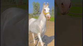 AkhalTeke Horse 🐴 facts shorts horse akhalteke youtubeshorts trending [upl. by Crespo]