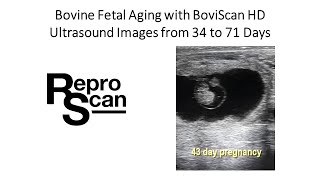 Bovine Ultrasound Images 34 to 71 days BoviScan HD [upl. by Tadich]