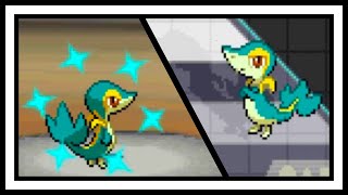 LIVE Shiny Snivy after Only 33202 SRs in Pokemon Black DTQ 1 [upl. by Ztirf]