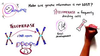 Explaining Telomere Biology Disorders [upl. by Monty889]