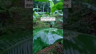 Memaksimalkan Lahan dengan Tanam pisang [upl. by Gussman994]