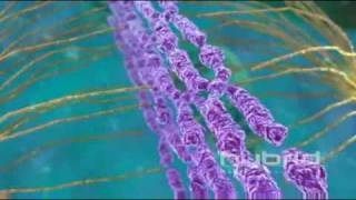 Mitosis Animationflv [upl. by Aip969]