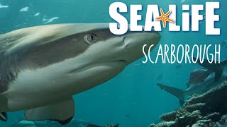 Tour of SeaLife Centre Scarborough 2020  Full Detailed Walkthrough [upl. by Bradan]