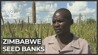 Zimbabwe farming Seed banks set up to prepare for drought [upl. by Kushner168]