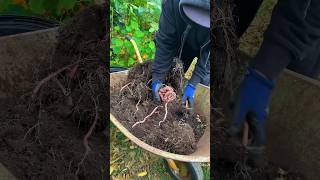 Sweet potatoes grown in containers and this is what we got [upl. by Nileek]